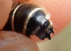 Hoplitis bisulca