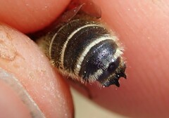 Hoplitis bisulca