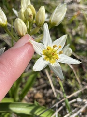 Toxicoscordion fremontii