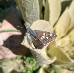 Muschampia tessellum