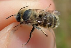 Hoplitis bisulca