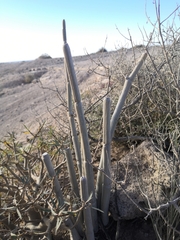 Ceropegia fusca