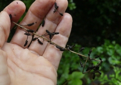 Dioscorea hispida
