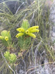 Erica viscaria