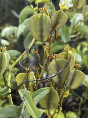 Dioscorea hemicrypta