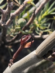 Ceropegia fusca