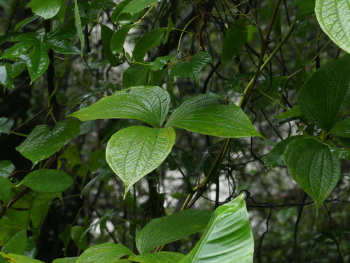 Dioscorea hispida Dennst.