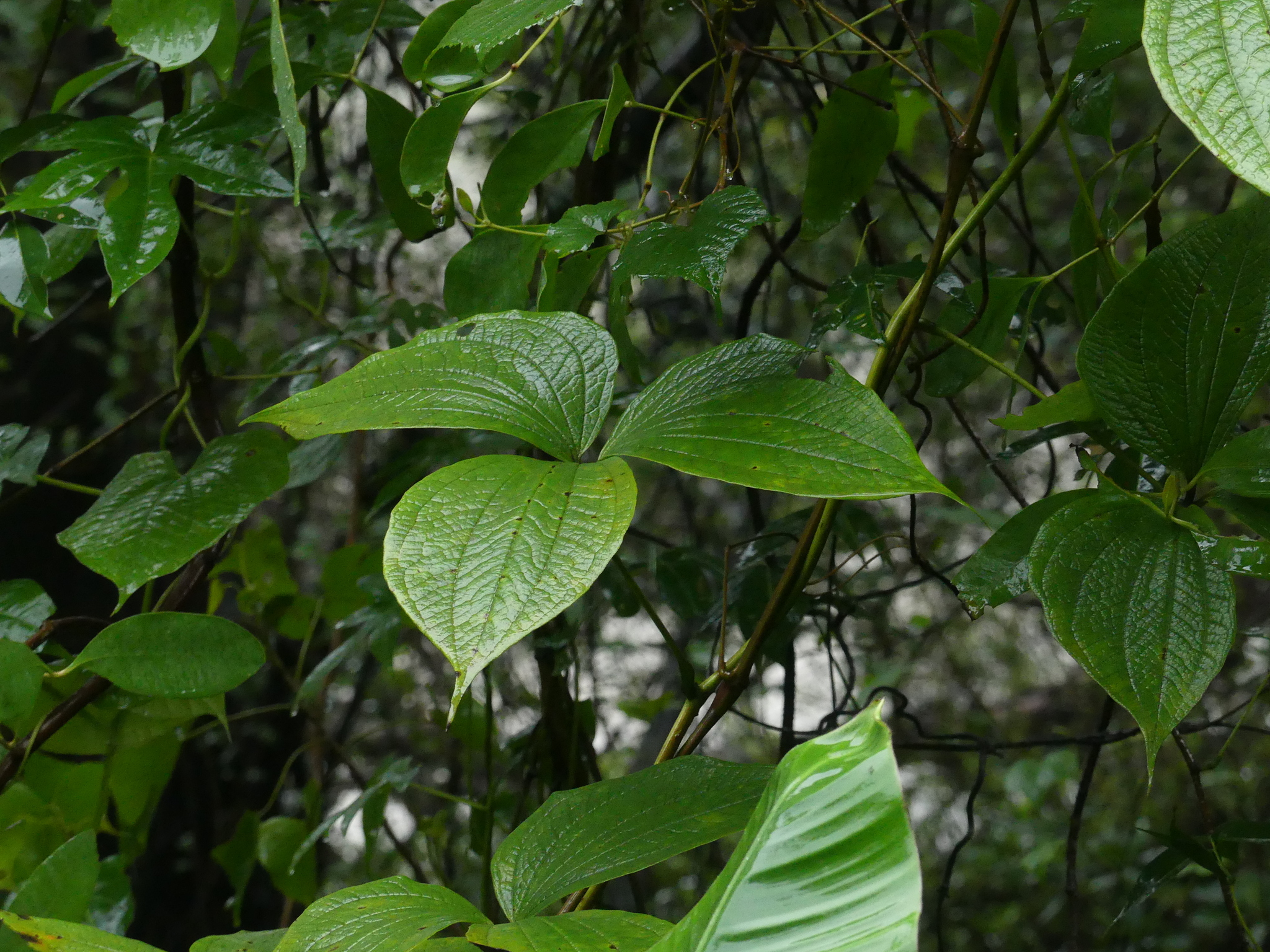 Dioscorea hispida