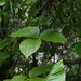 Dioscorea hispida - Photo (c) Radha Veach, μερικά δικαιώματα διατηρούνται (CC BY-NC), uploaded by Radha Veach