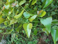 Smilax aspera