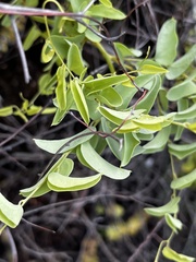 Dioscorea hemicrypta