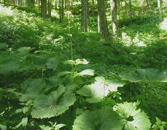 Adenostyles alliariae