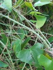 Smilax aspera
