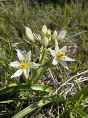 Toxicoscordion fremontii