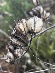 Dioscorea hemicrypta