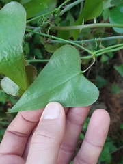 Smilax aspera