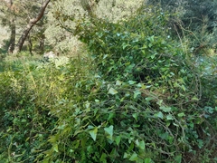 Smilax aspera