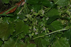 Corrigiola litoralis litoralis