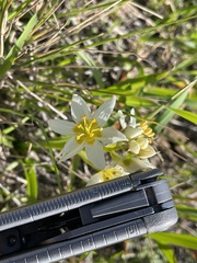 Toxicoscordion fremontii