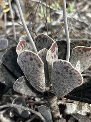 Adromischus