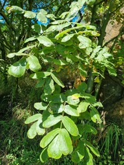 Commiphora marlothii