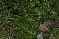 Corrigiola litoralis litoralis