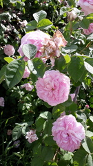 Rosa centifolia