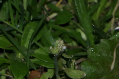 Corrigiola litoralis litoralis