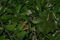 Corrigiola litoralis litoralis