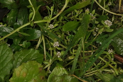 Corrigiola litoralis litoralis