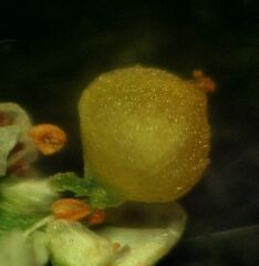 Corrigiola litoralis litoralis