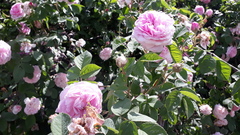 Rosa centifolia