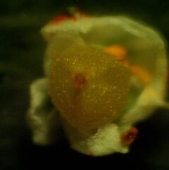 Corrigiola litoralis litoralis