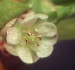 Corrigiola litoralis litoralis