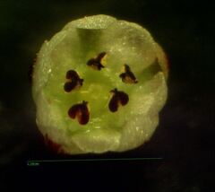 Corrigiola litoralis litoralis