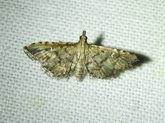 Metasia capnochroa