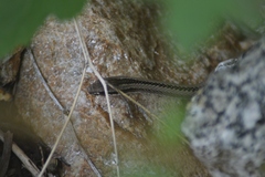 Philodryas psammophidea