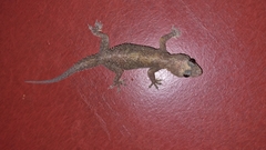 Hemidactylus brookii