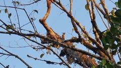Chrysocolaptes guttacristatus