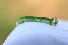 Cyclophora puppillaria