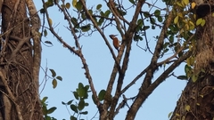 Chrysocolaptes guttacristatus