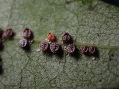 Euthoracaphis umbellulariae