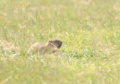 Marmota bobak