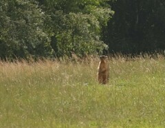 Marmota bobak
