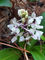 Orchis anatolica