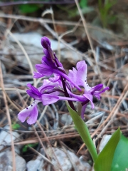 Orchis anatolica