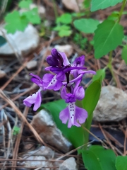 Orchis anatolica