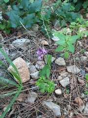 Orchis anatolica
