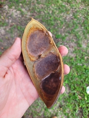 Macrolobium latifolium