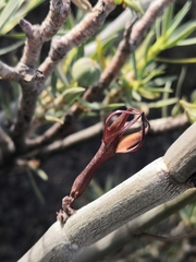 Ceropegia fusca image